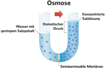 Osmose Funktionsweise